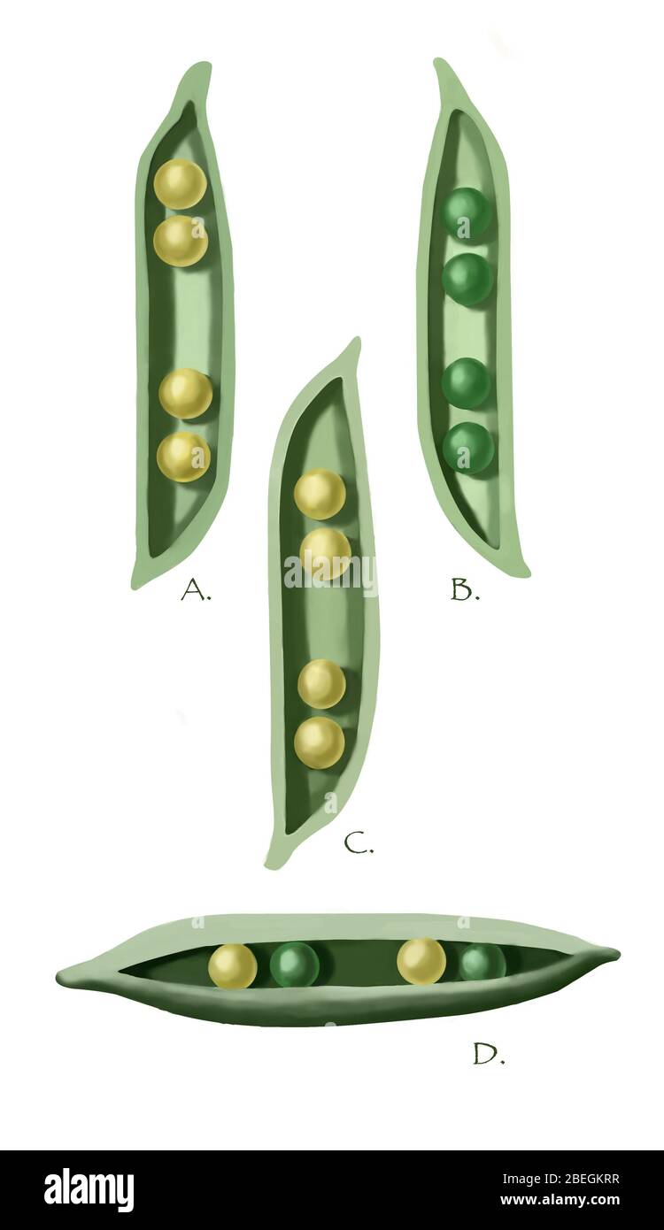 Gregor mendel piselli immagini e fotografie stock ad alta risoluzione