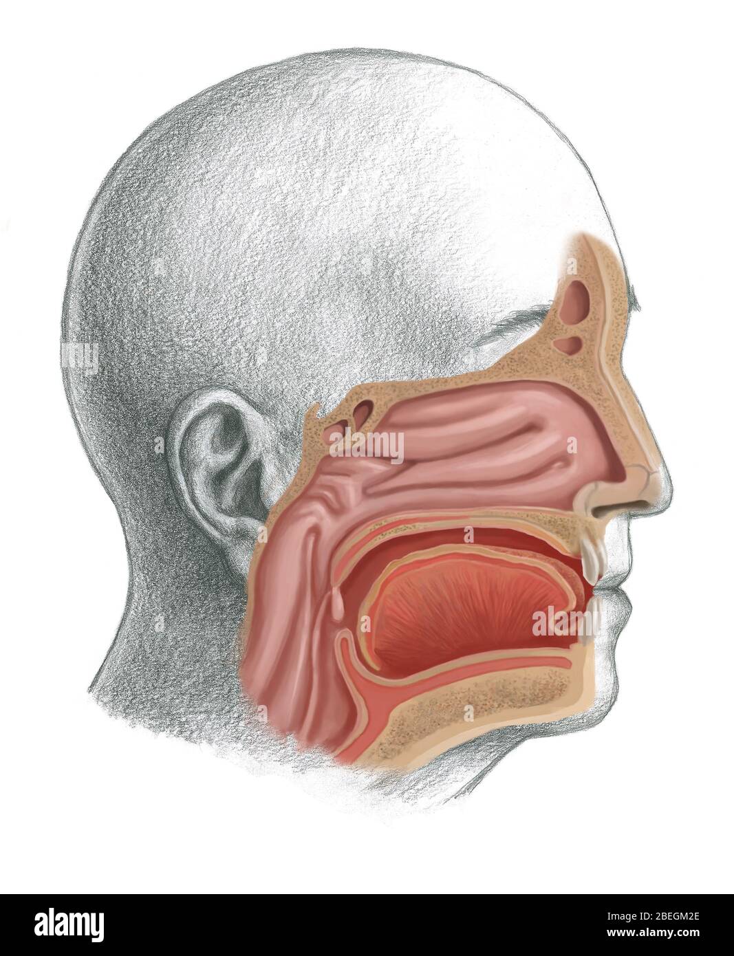 Nasofaringe Foto Stock