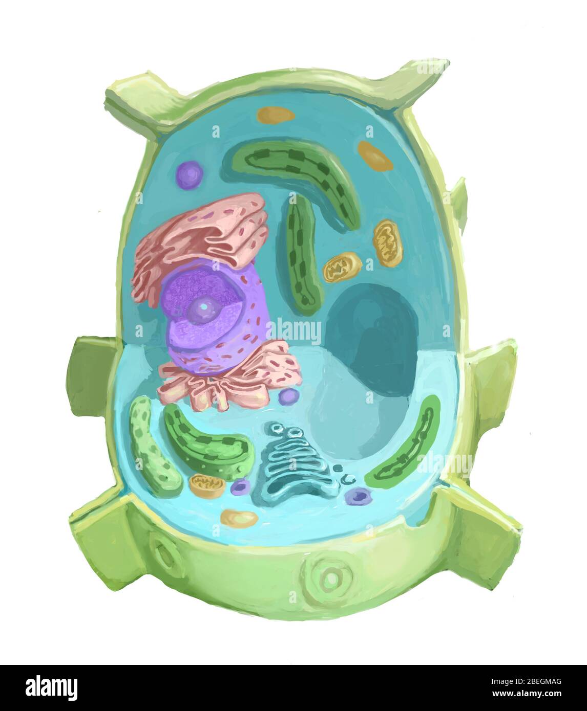 Cellula di pianta Foto Stock