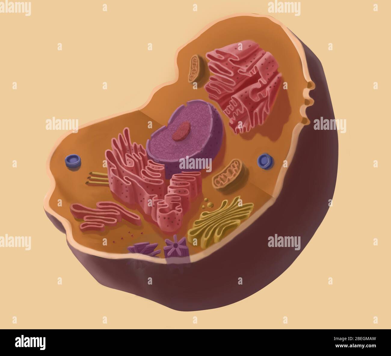 Cellula animale Foto Stock