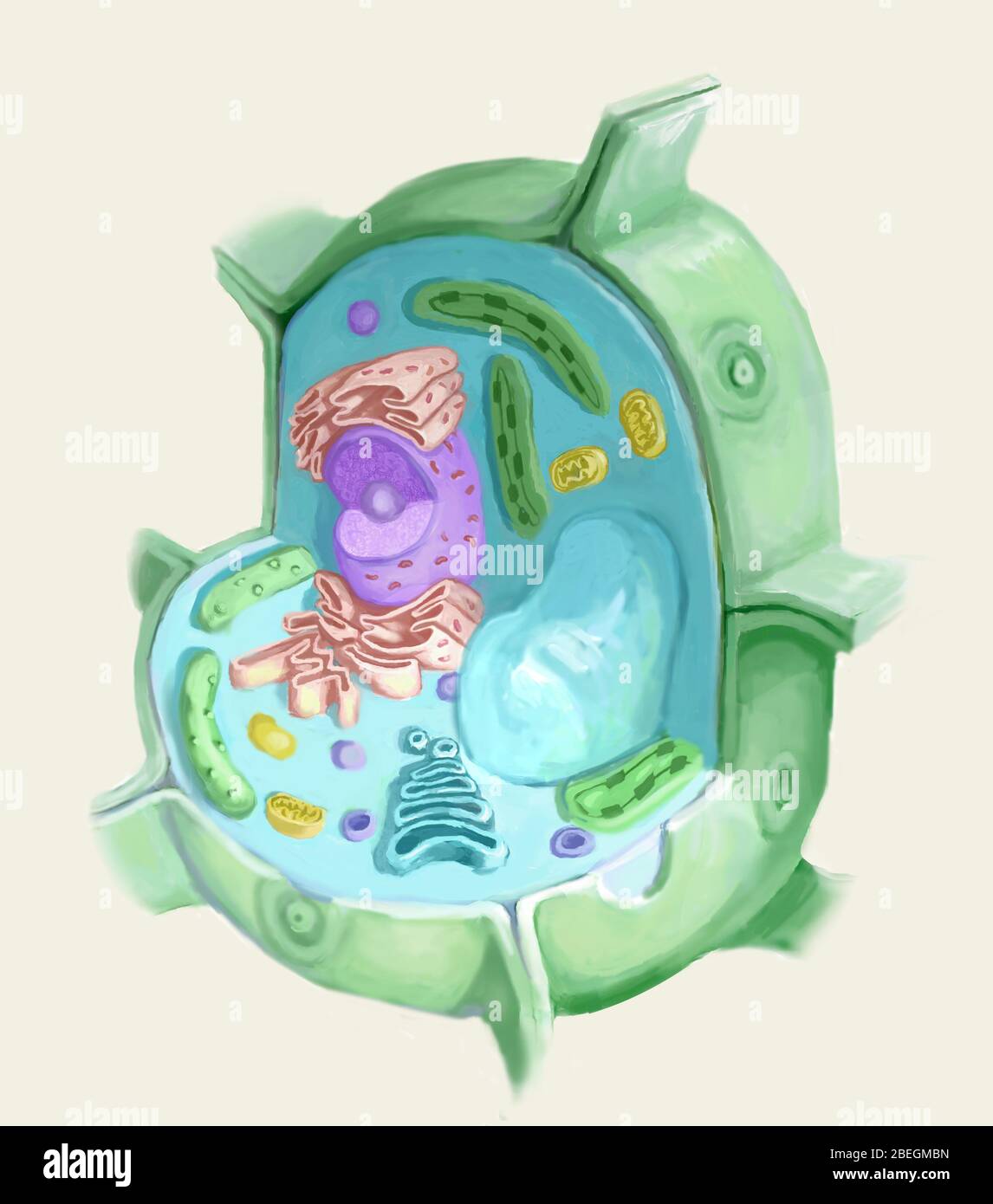 Cellula di pianta Foto Stock