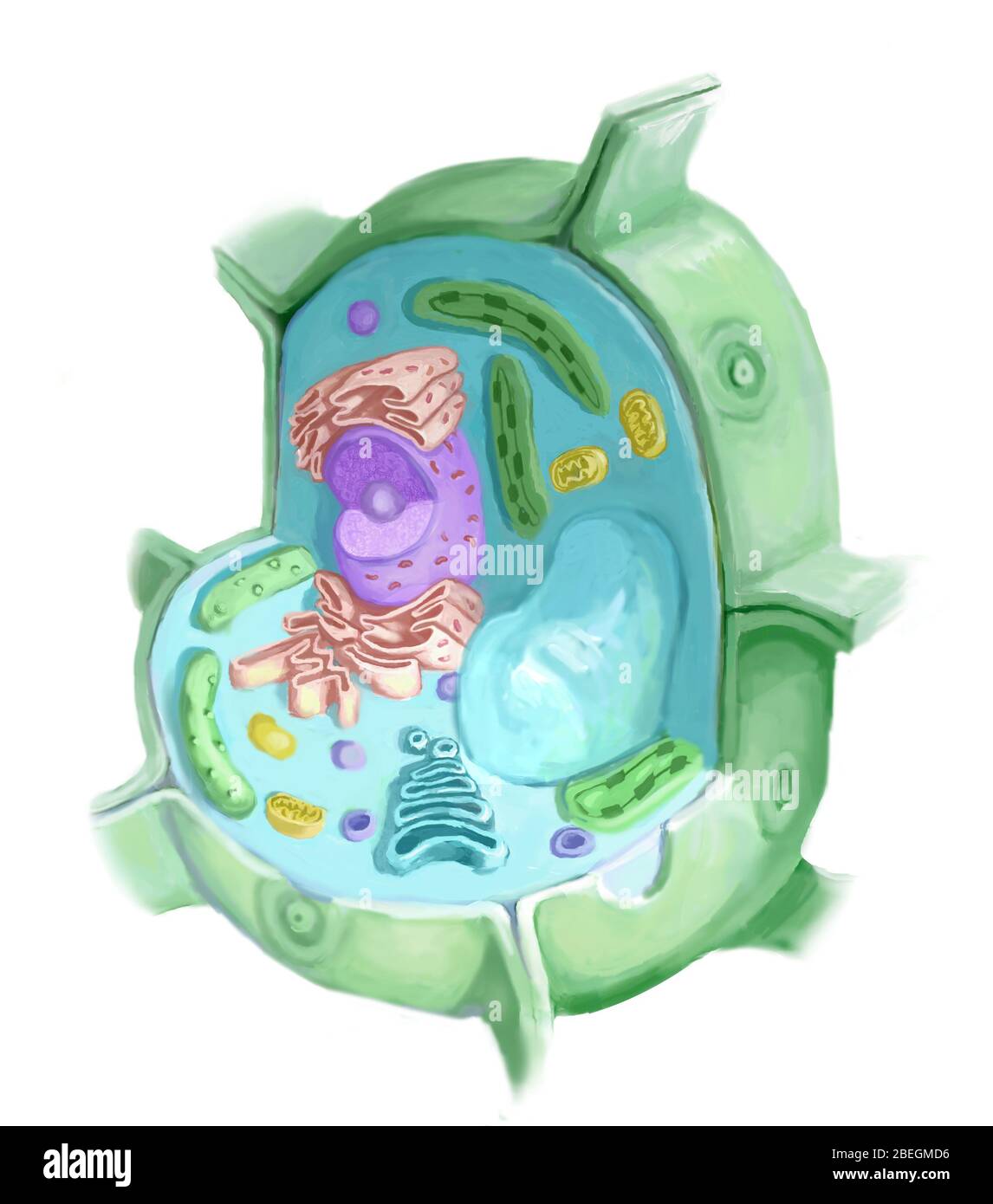 Cellula di pianta Foto Stock