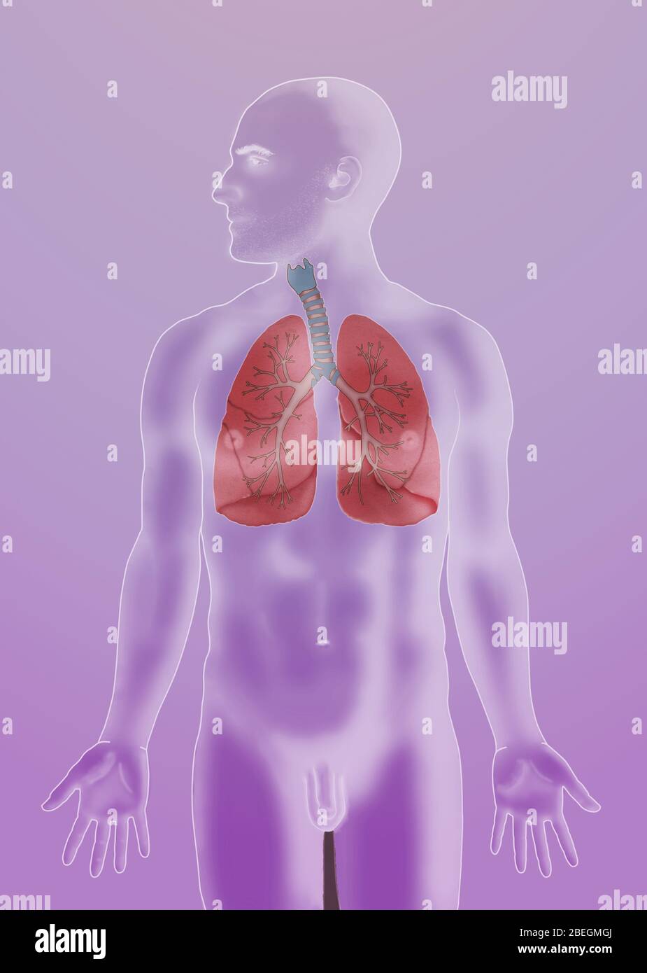 Sistema respiratorio Foto Stock