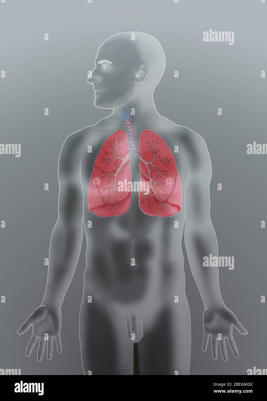Sistema respiratorio Foto Stock