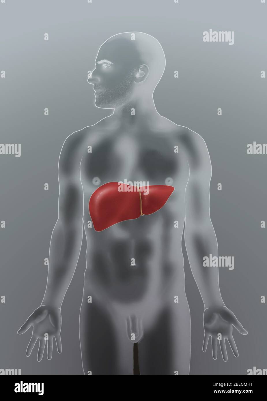 Posizione anatomica del fegato Foto Stock