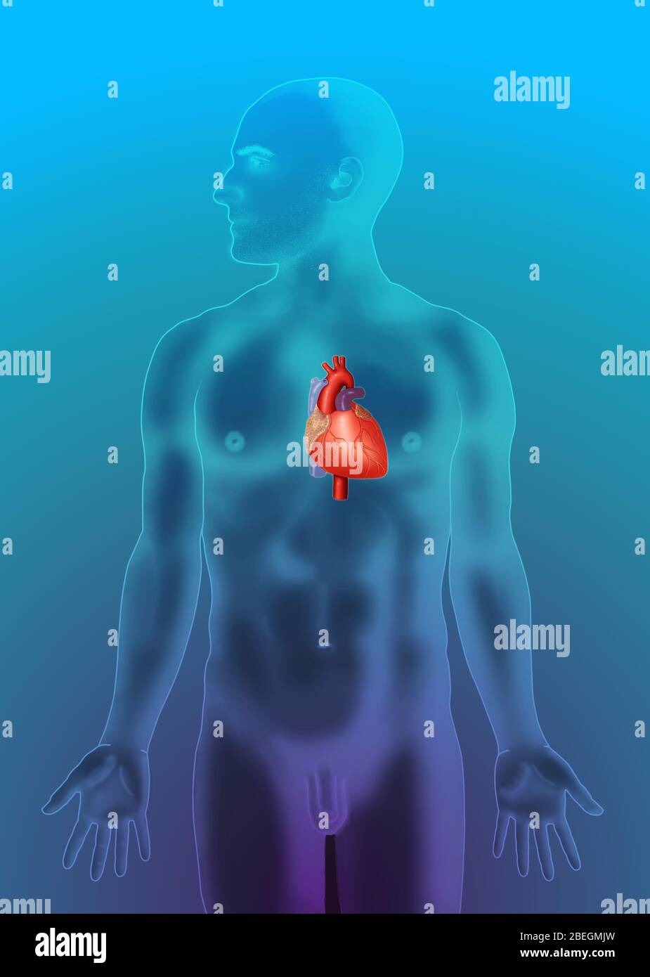Posizione anatomica del cuore Foto Stock