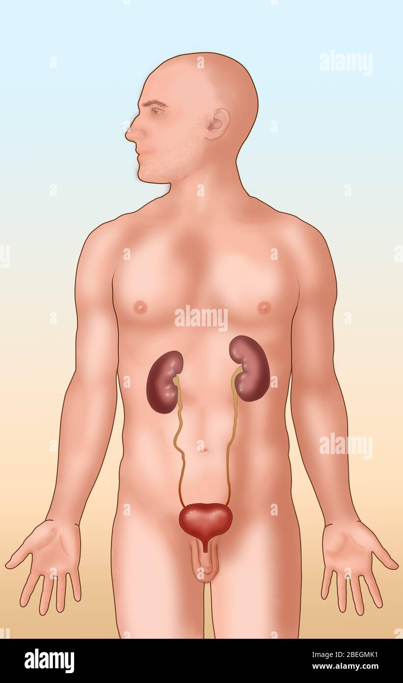 Posizione anatomica del sistema urinario Foto Stock