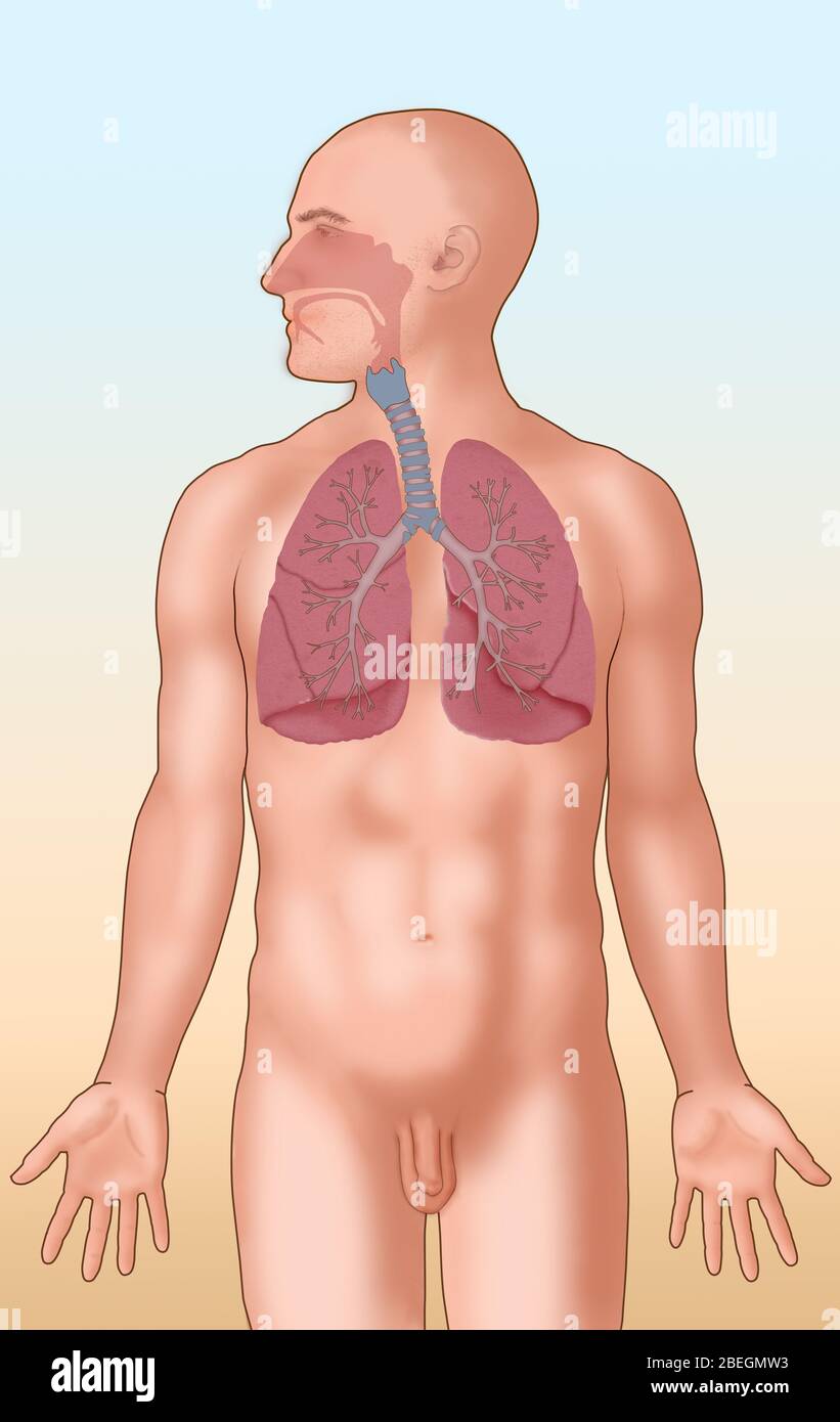 Sistema respiratorio Foto Stock