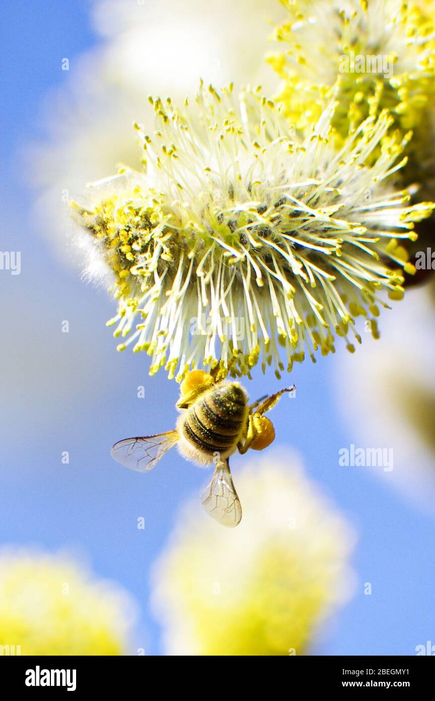 Primo piano di raccolta di nettare di ape miele vicino a fiore morbido Foto Stock