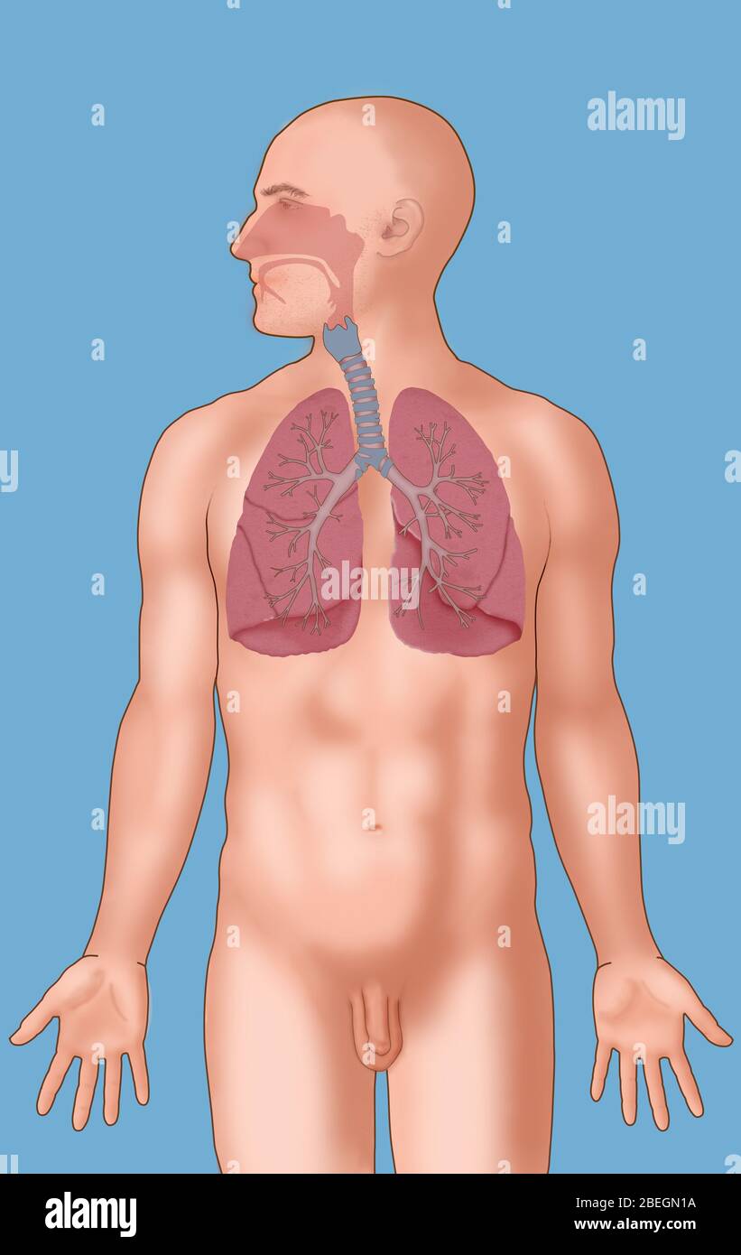 Sistema respiratorio Foto Stock