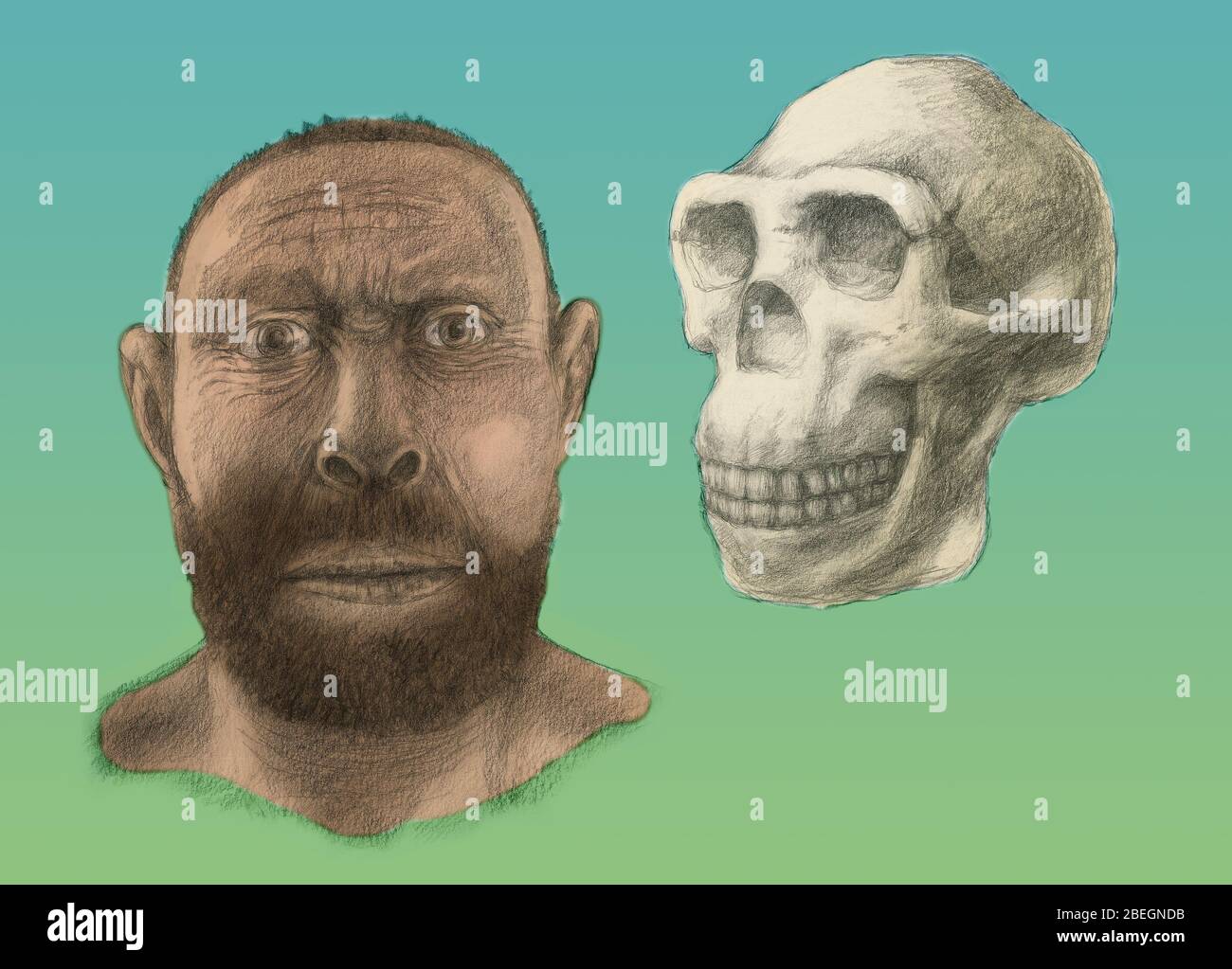Ricostruzione facciale dell'Homo erectus Foto Stock