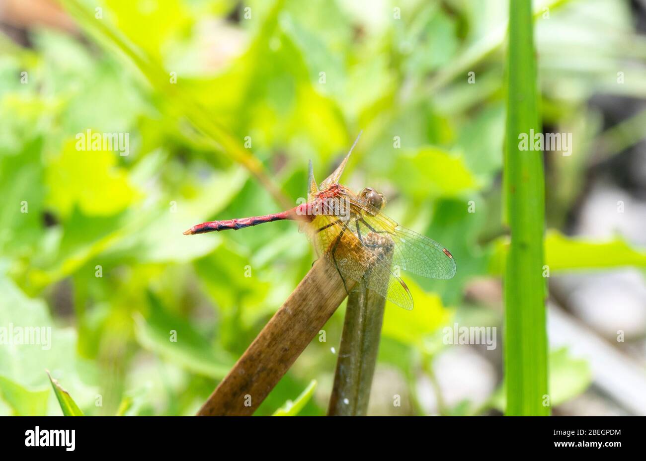Ruby Meadowhawk Dragonfly (Sympetrum rubicundulum) arroccato su una vegetazione nel Colorado orientale Foto Stock