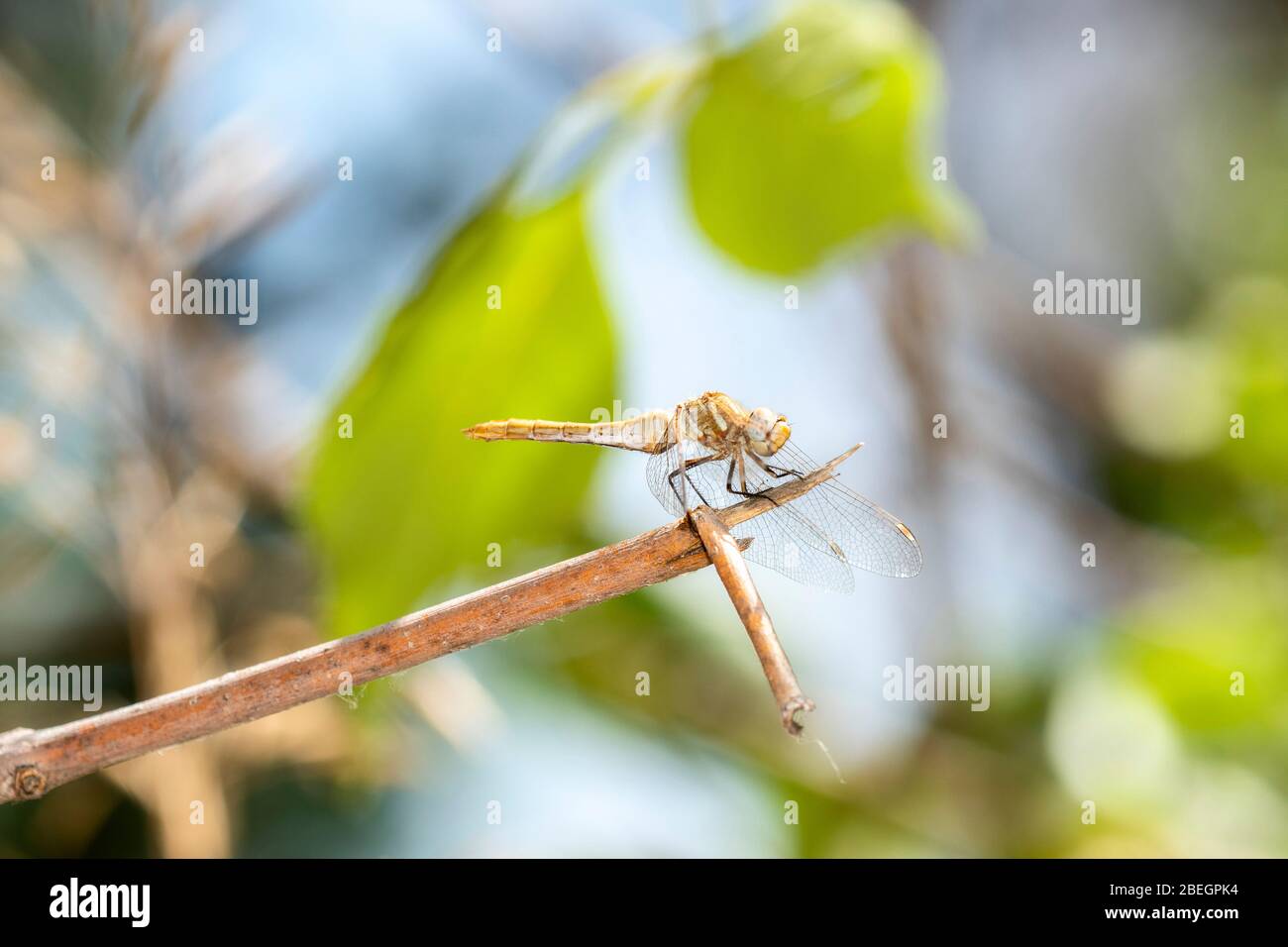 Dragonfly a strisce Meadowhawk (Sympetrum pallipes) arroccato sulla vegetazione nel Colorado settentrionale Foto Stock