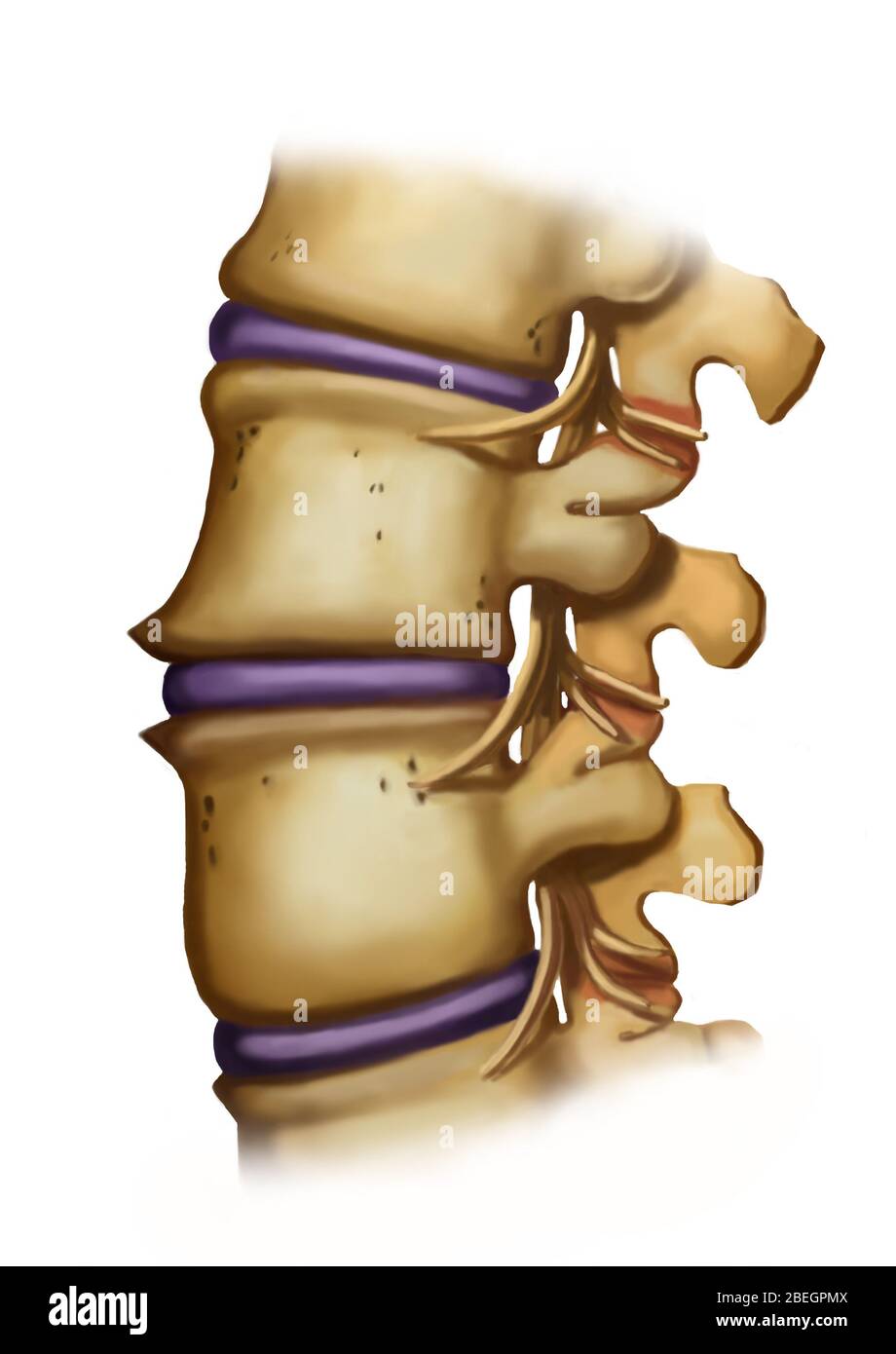 Vertebre normali Foto Stock