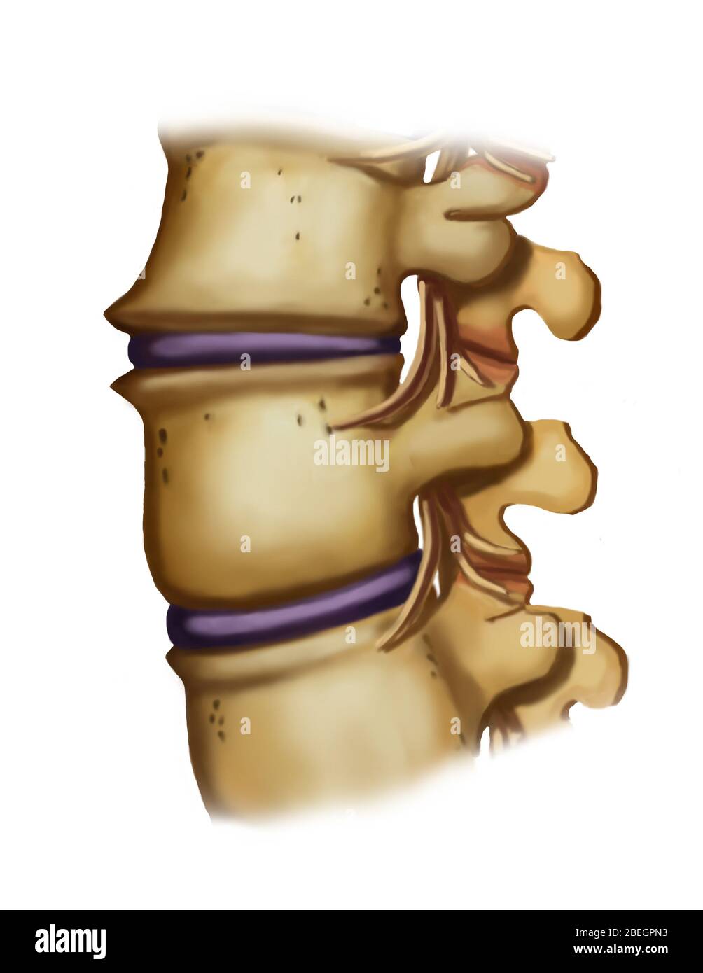 Vertebre normali Foto Stock