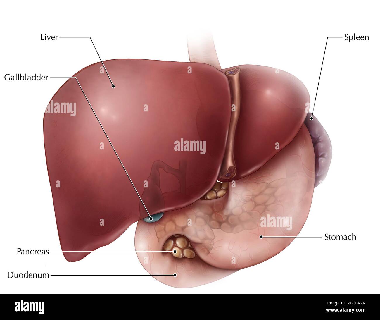 Anatomia addominale Foto Stock