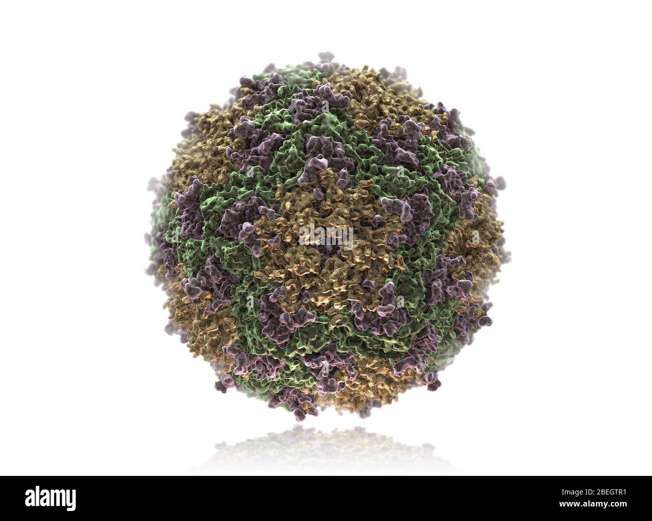 Afta epizootica Foto Stock