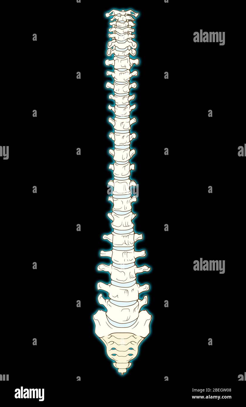 La colonna vertebrale Foto Stock