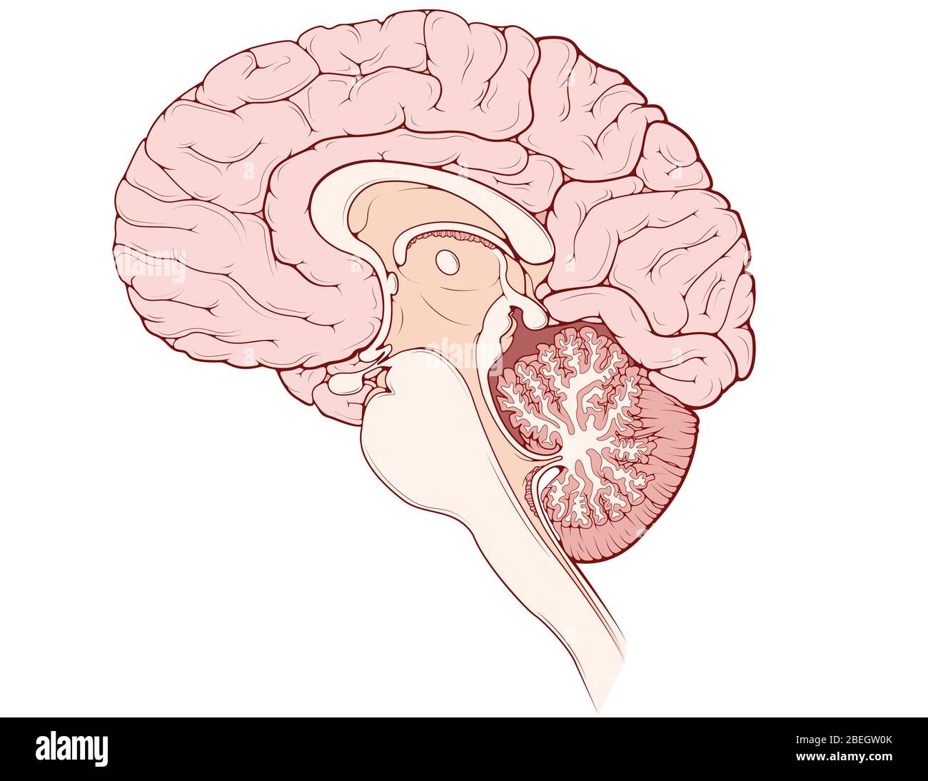 Cervello, vista medisagittale Foto Stock