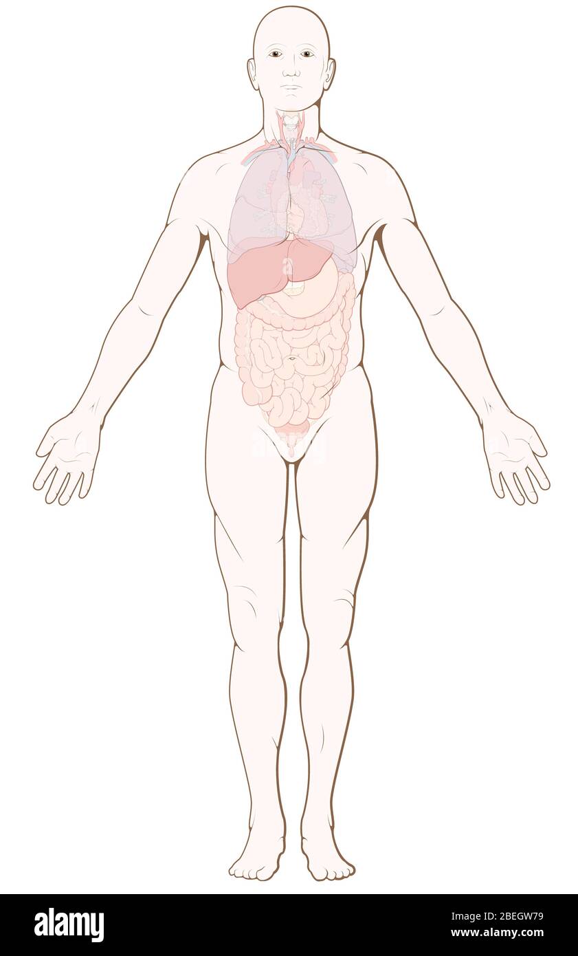 Organi interni Foto Stock