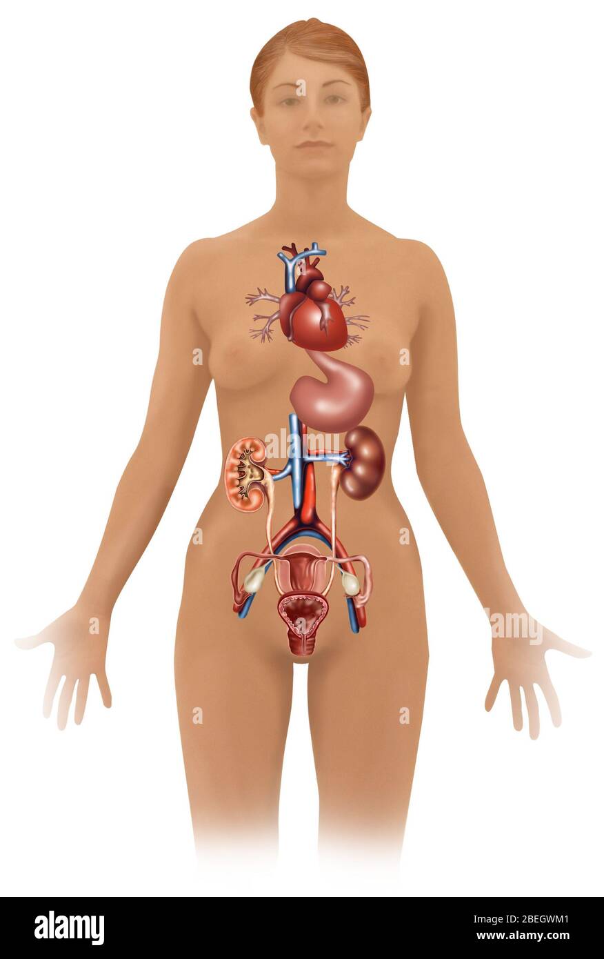 Organi interni femminili Foto Stock