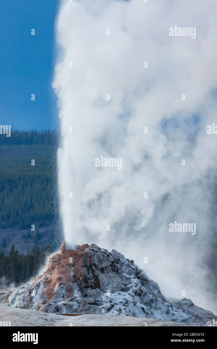 White Dome Geyser erutting nel Parco Nazionale di Yellowstone Foto Stock