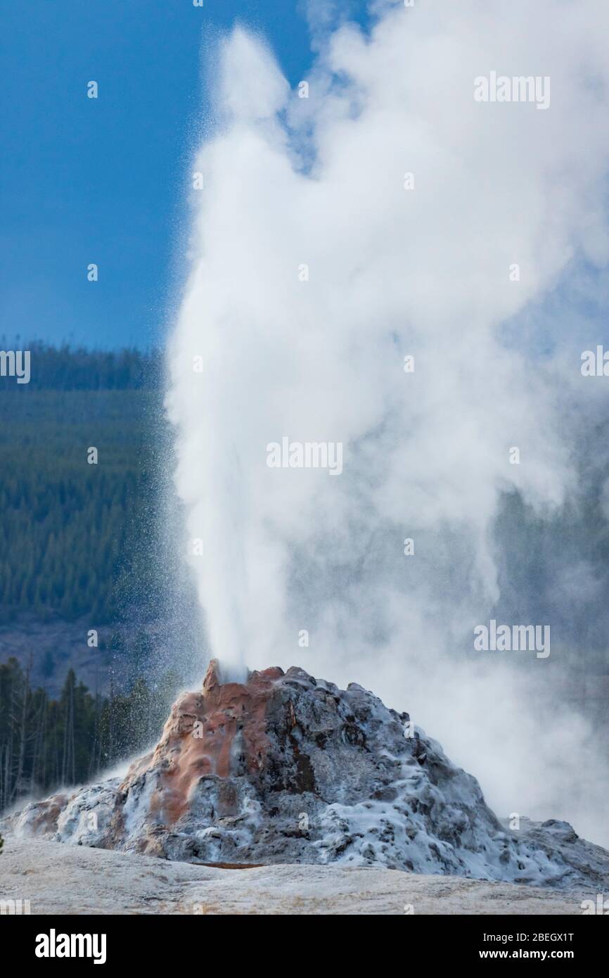 White Dome Geyser erutting nel Parco Nazionale di Yellowstone Foto Stock