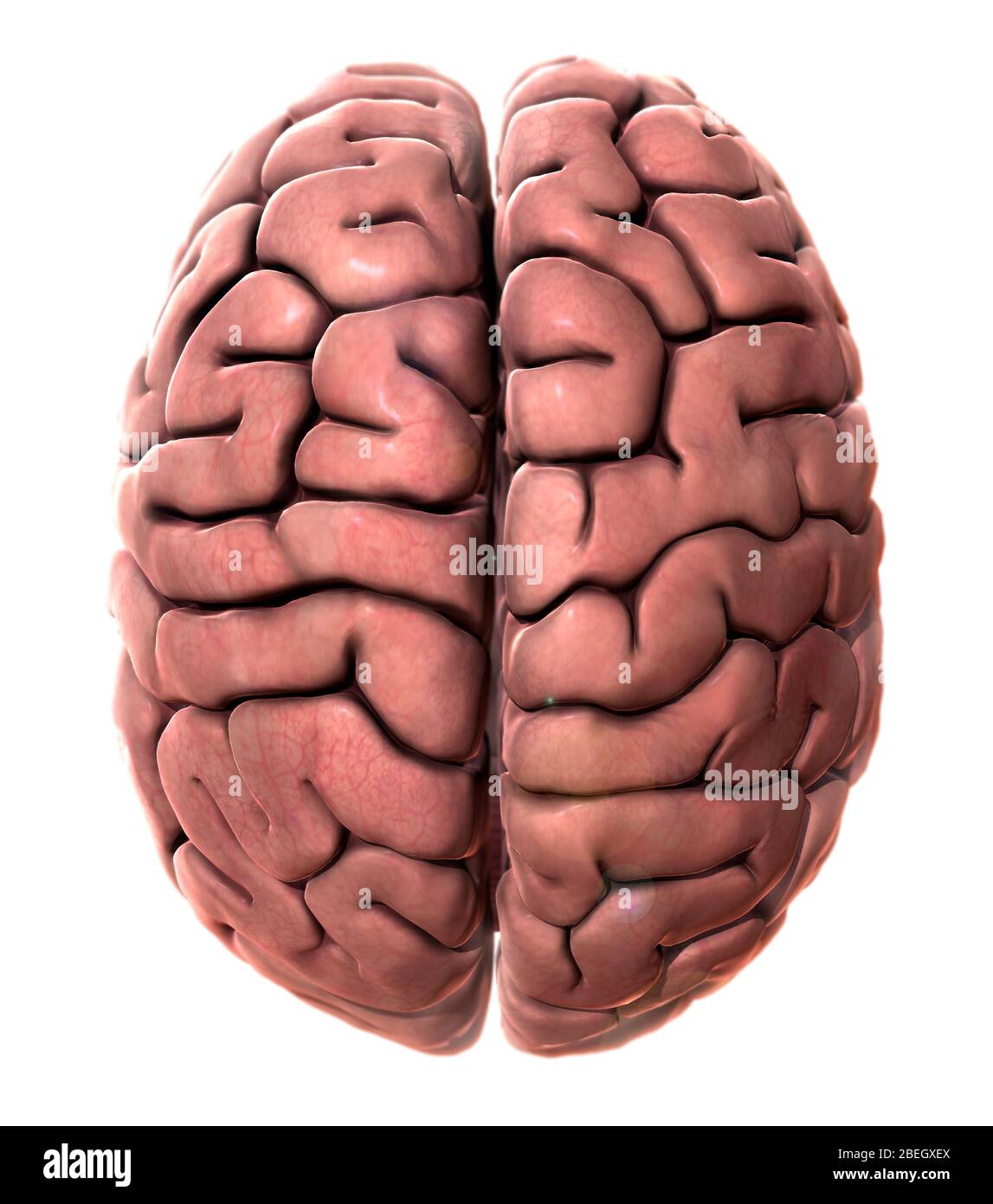 Cervello umano, Vista superiore Foto Stock