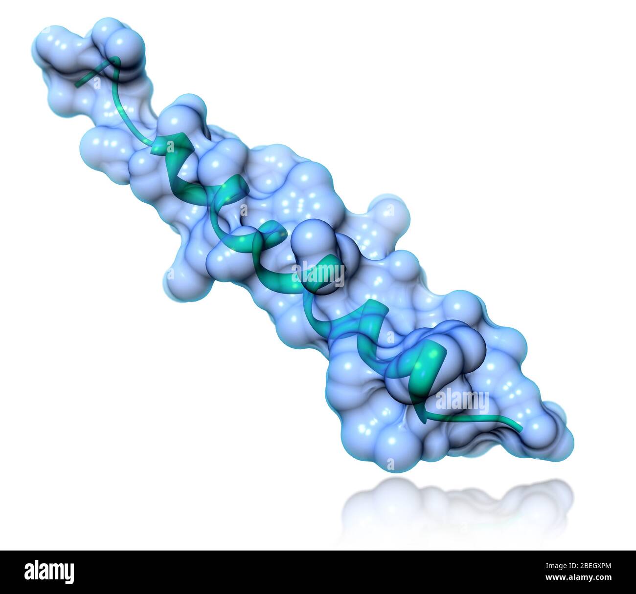 Modello molecolare del glucagone Foto Stock