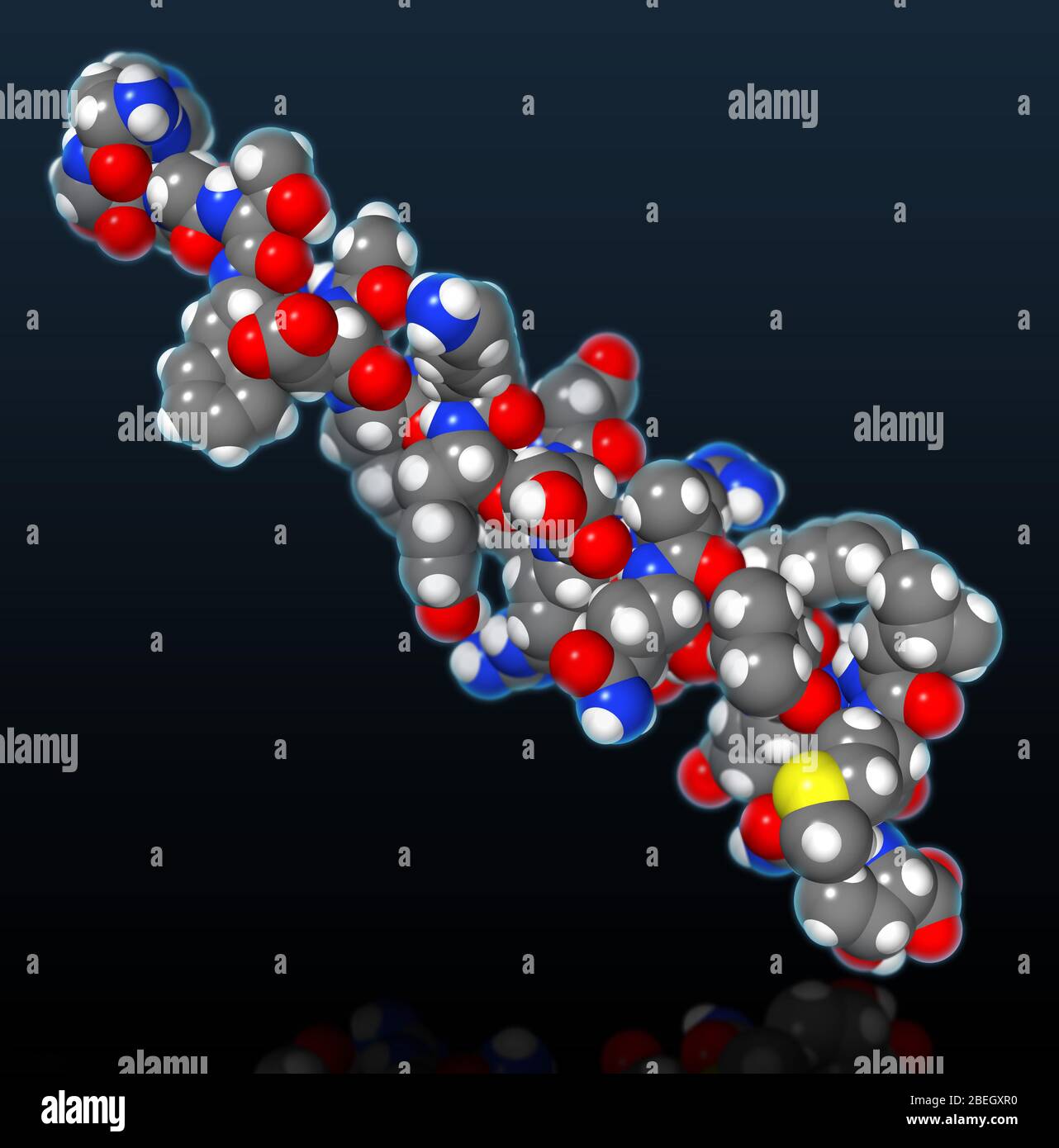 Modello molecolare del glucagone Foto Stock