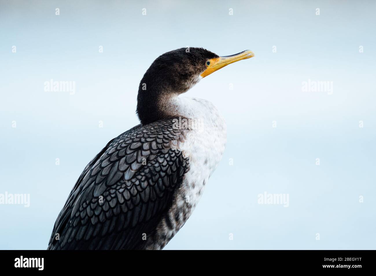 Vista dall'alto di un uccello cormorano a doppia crestata a Seattle, Washington Foto Stock