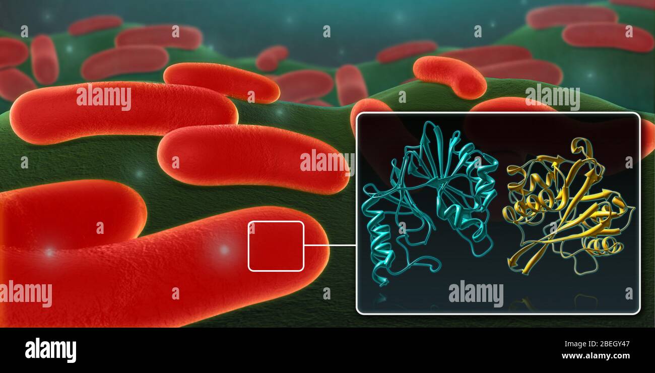 Enterobatteriaceae resistente al carbapenem Foto Stock