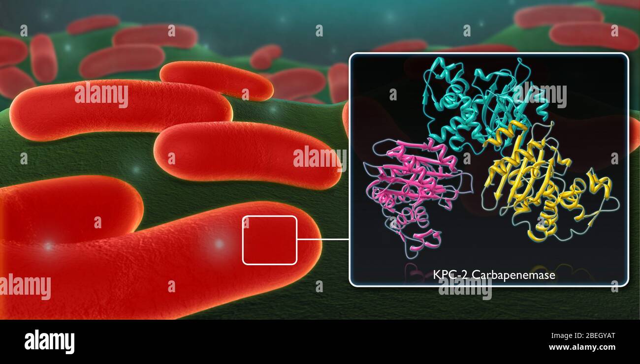 Enterobatteriaceae resistente al carbapenem Foto Stock