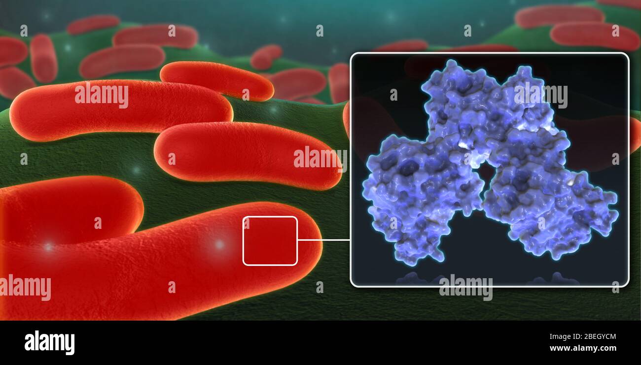 Enterobatteriaceae resistente al carbapenem Foto Stock