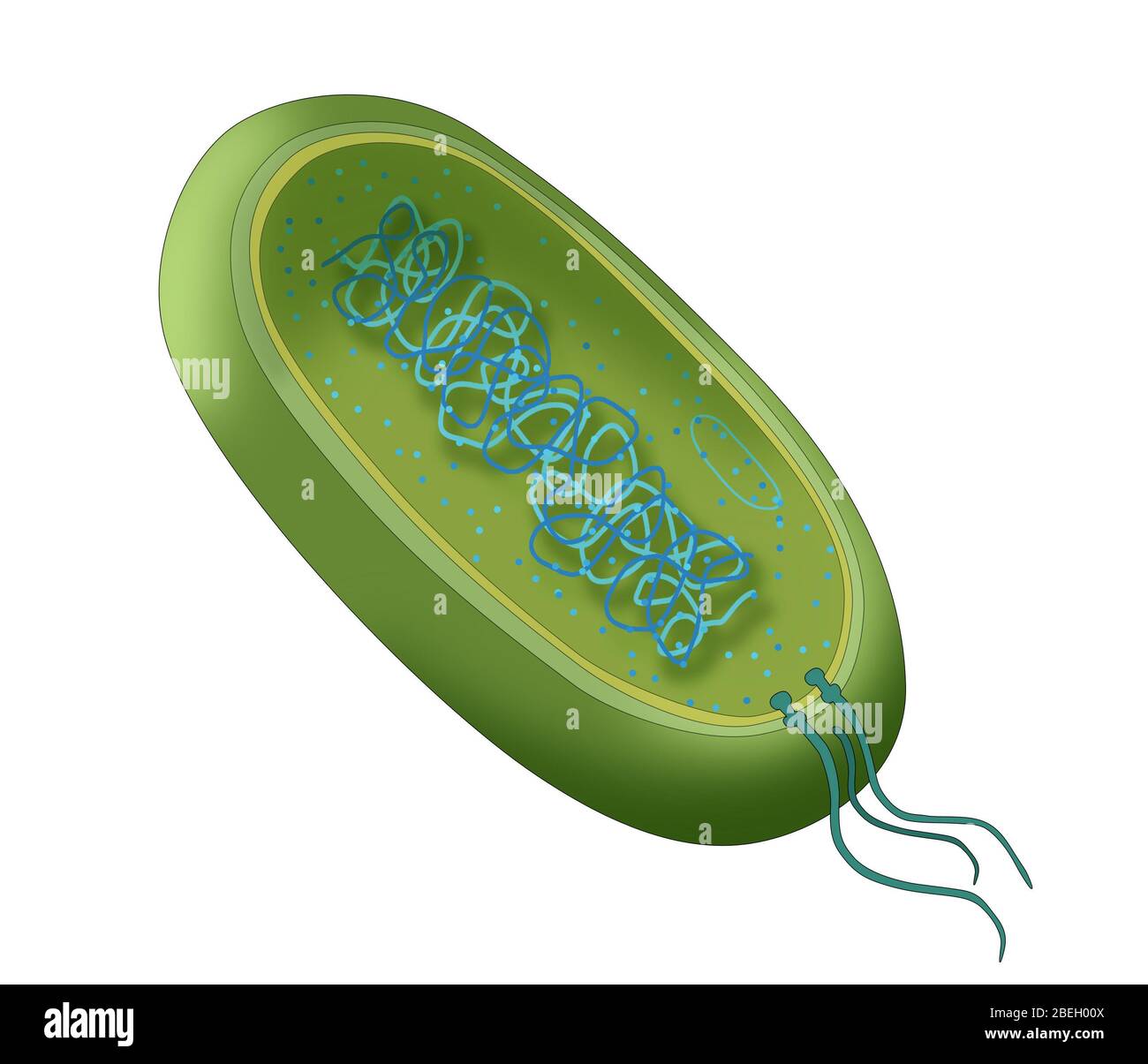 Diagramma dei batteri Foto Stock
