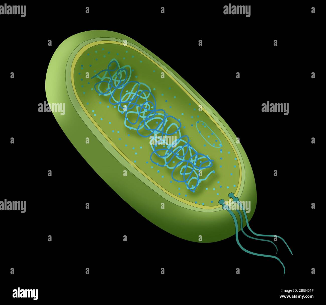 Diagramma dei batteri Foto Stock