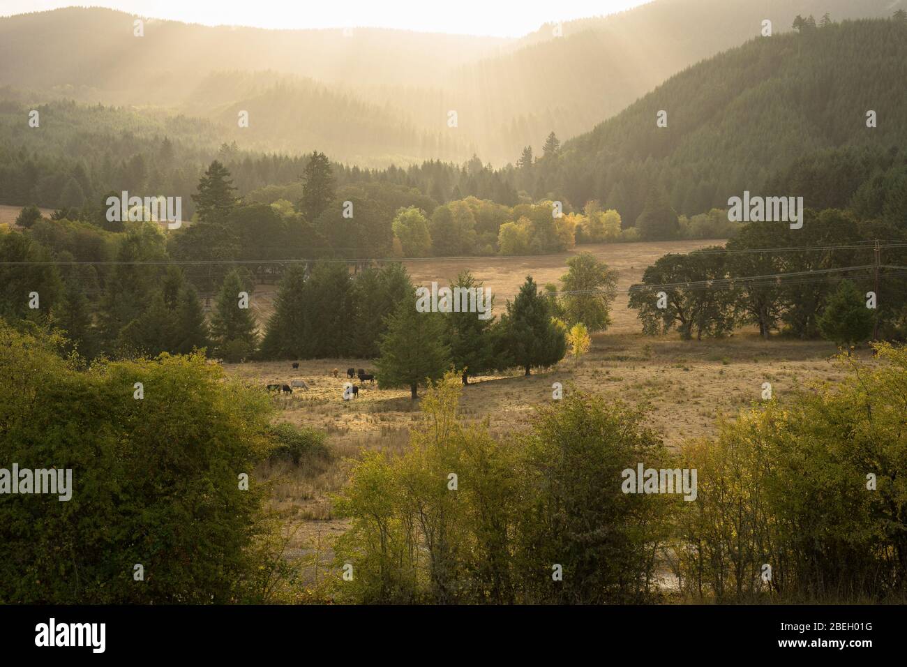 Vista del campo di mucche all'alba con fasci di luce Foto Stock