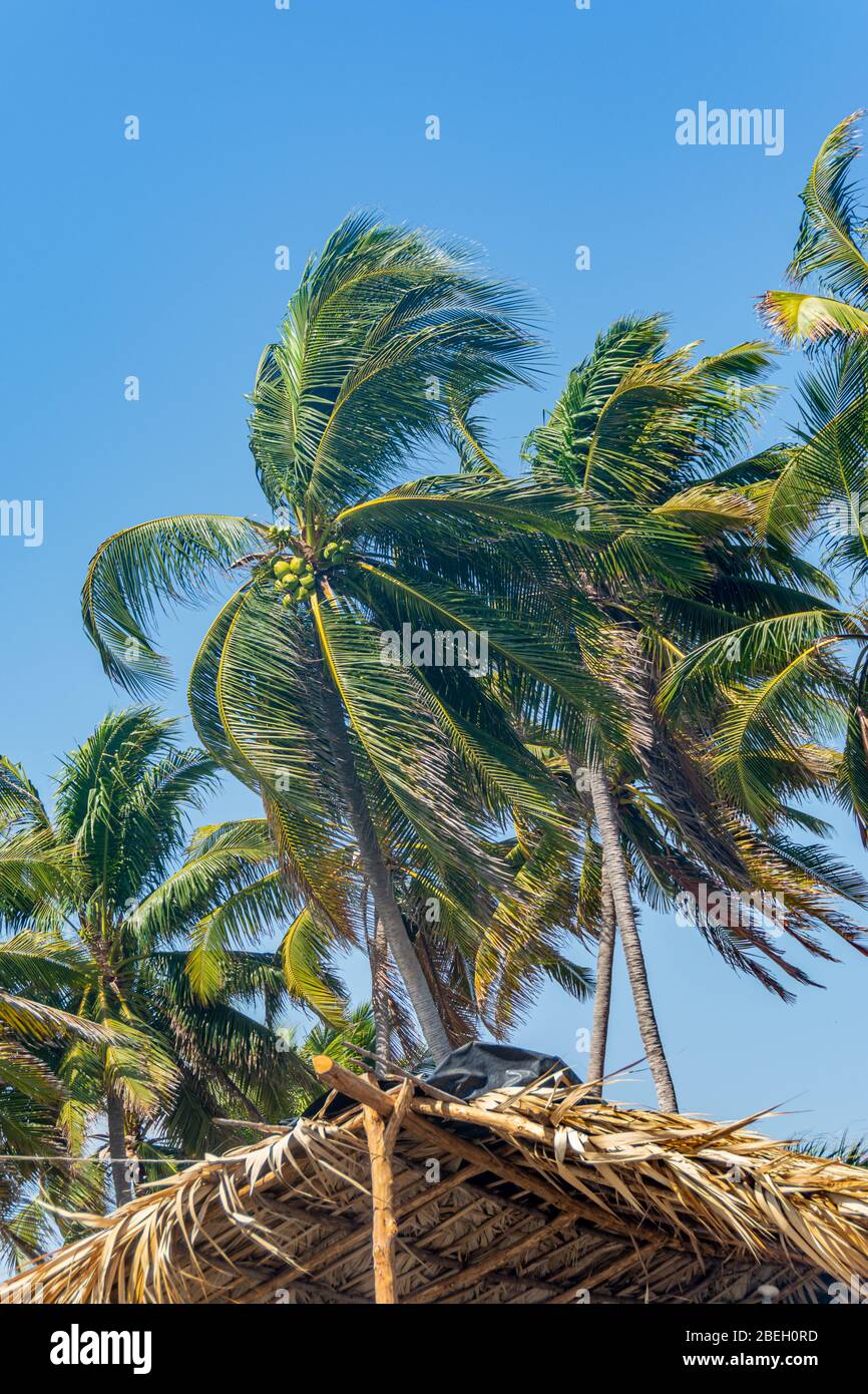 Palme da cocco sulla spiaggia di Monterrico, Guatemala Foto Stock