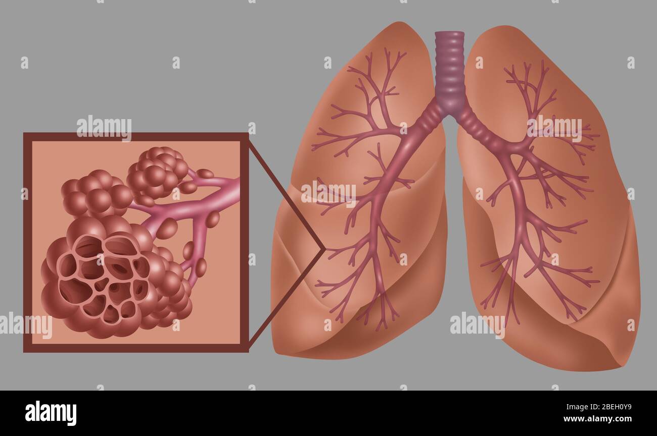 Polmoni e alveoli Foto Stock