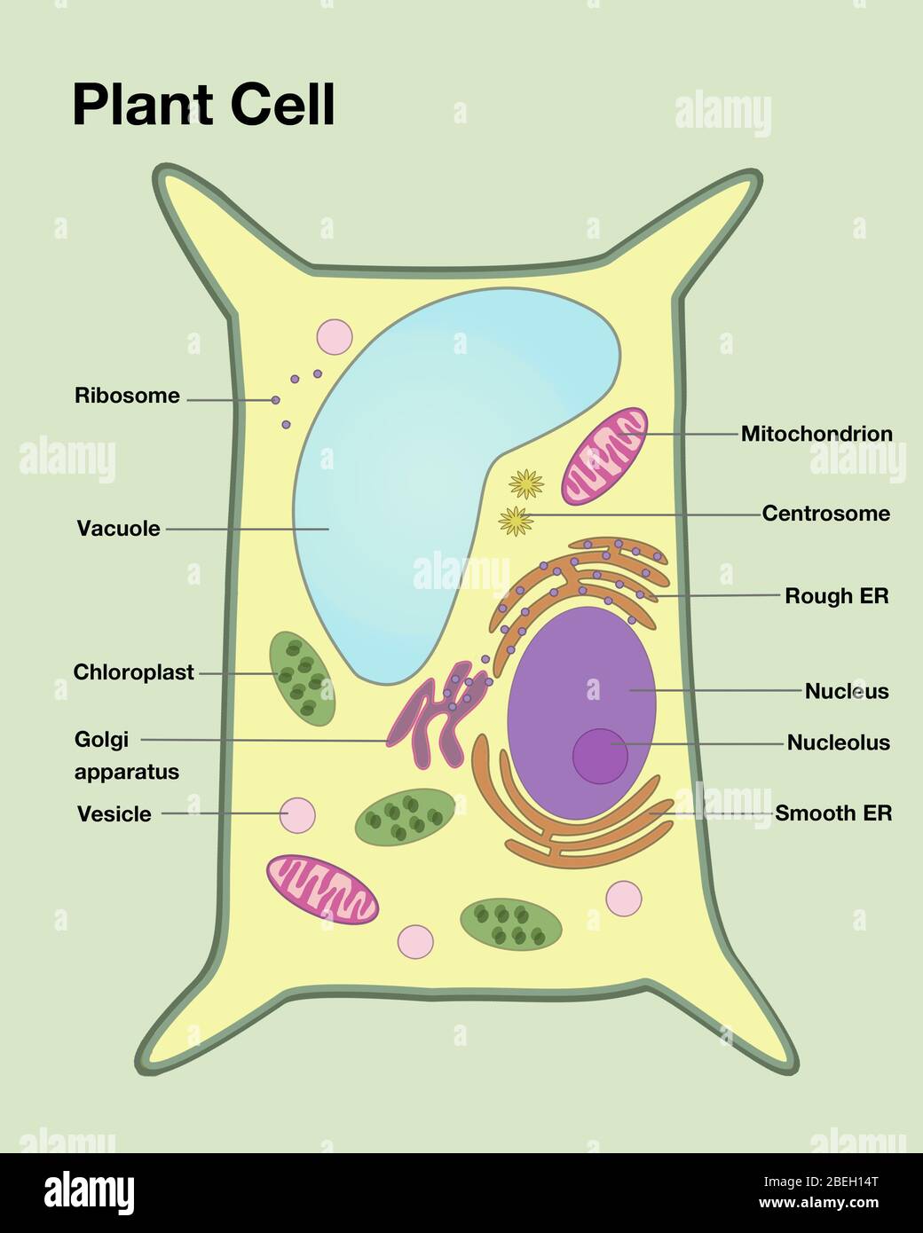 Cellula di pianta Foto Stock