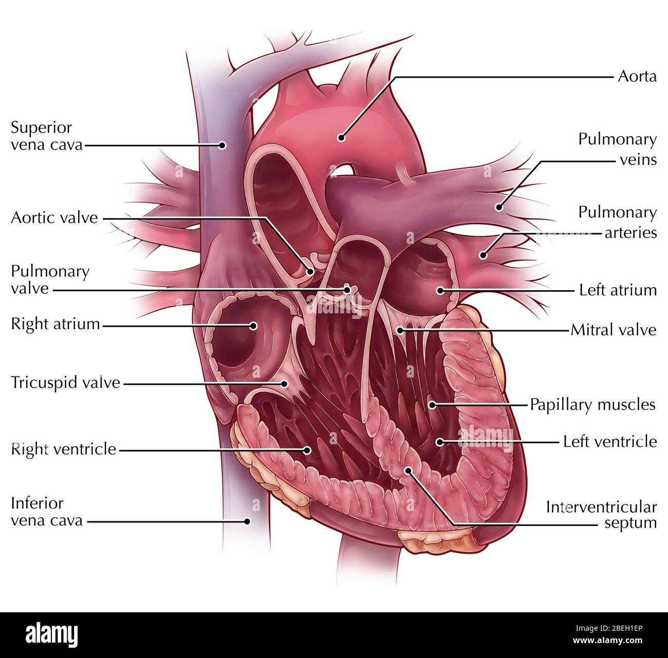 Anatomia cardiaca Foto Stock