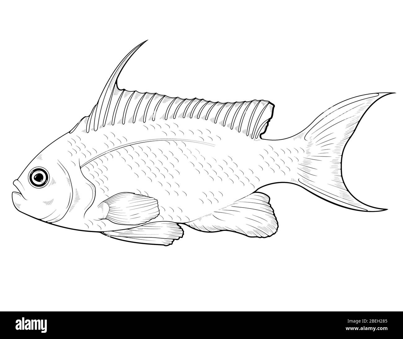 Sea Goldie, illustrazione Foto Stock