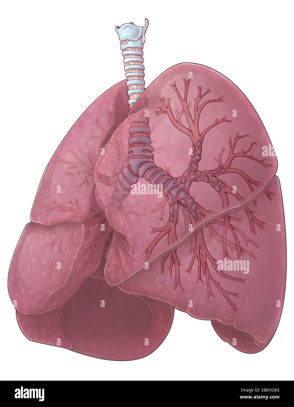 Polmoni e bronchi Foto Stock