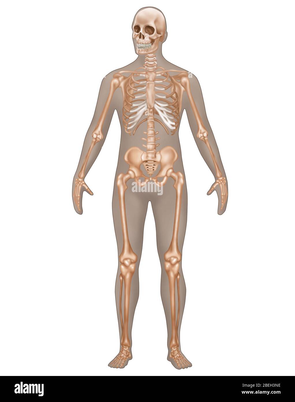 Sistema scheletrico nell'anatomia maschile Foto Stock