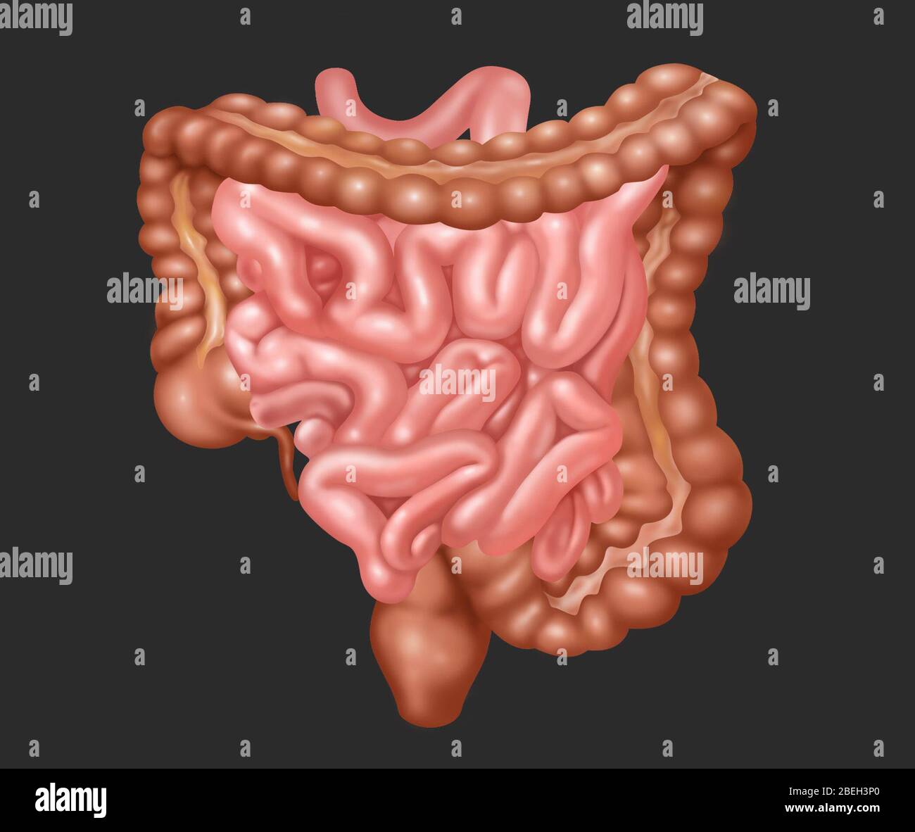 Tratto gastrointestinale inferiore umano Foto Stock