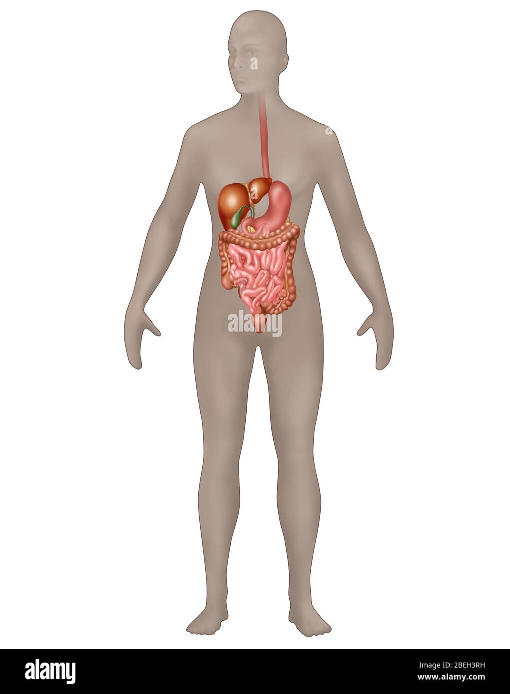 Apparato digerente nell'anatomia maschile Foto Stock