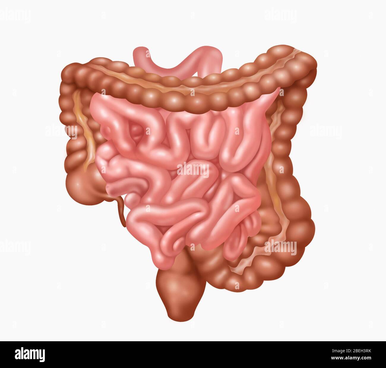 Tratto gastrointestinale inferiore umano Foto Stock