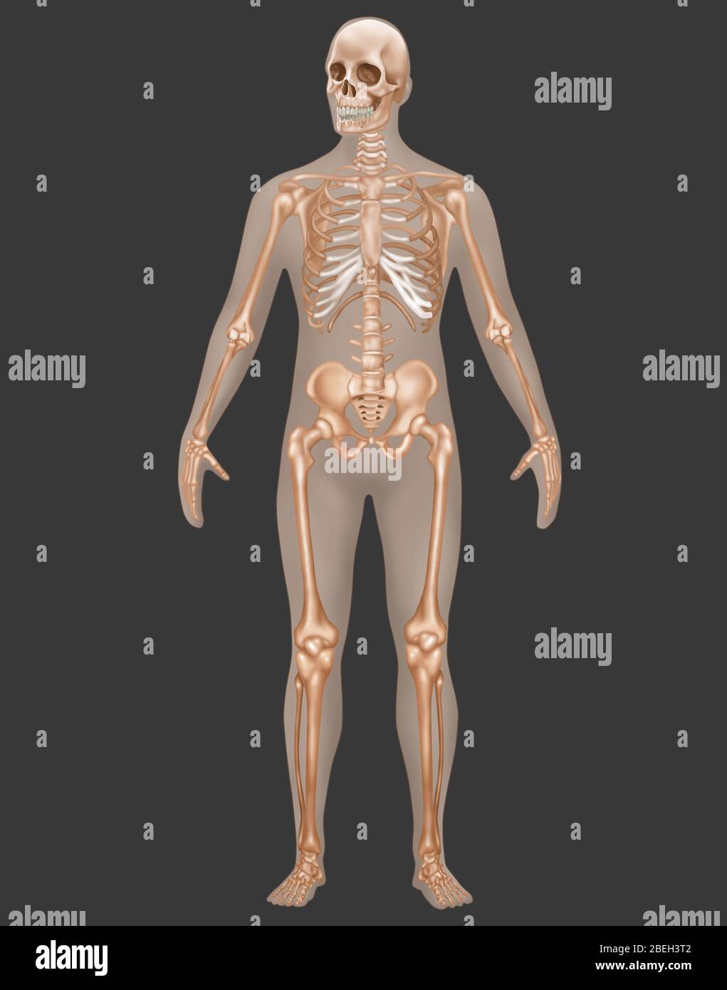 Sistema scheletrico nell'anatomia maschile Foto Stock