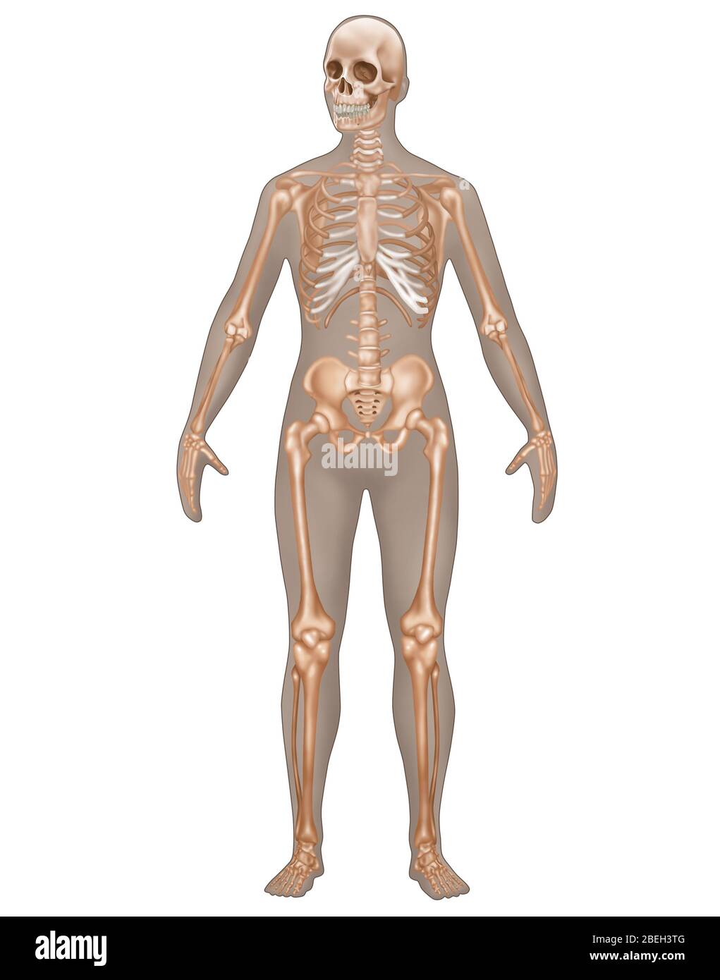 Sistema scheletrico nell'anatomia femminile Foto Stock