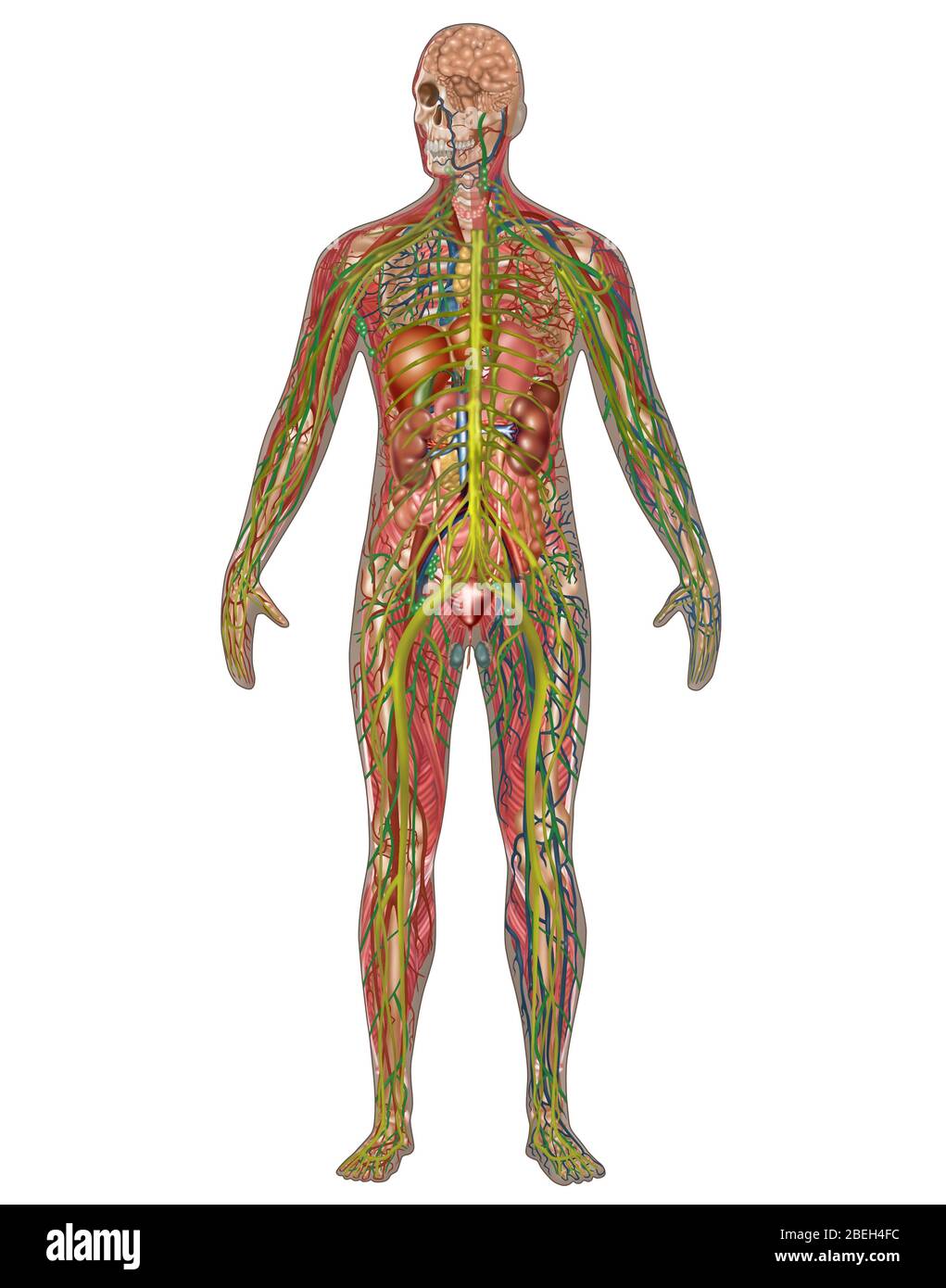 Tutti i sistemi corporei nell'anatomia maschile Foto Stock